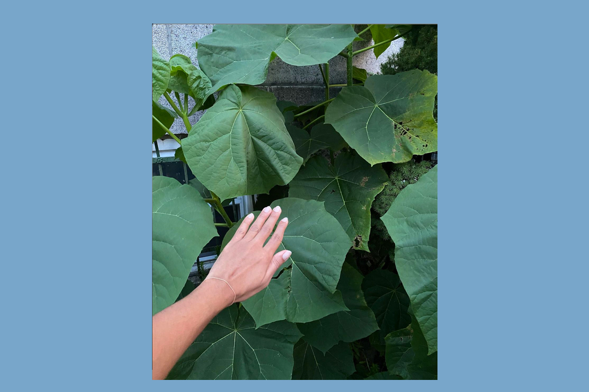 Black woman has one arm reached out with hand closed over a large leaf to show how large the leaves are